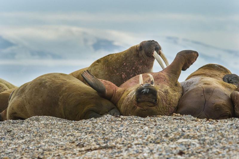 Svalbard Hotell | Polfareren