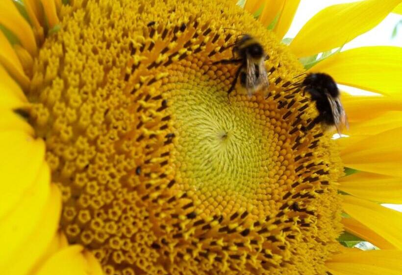 Skogis Bed & Breakfast