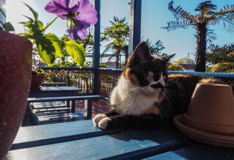 הוסטל Noah's Ark Backpackers