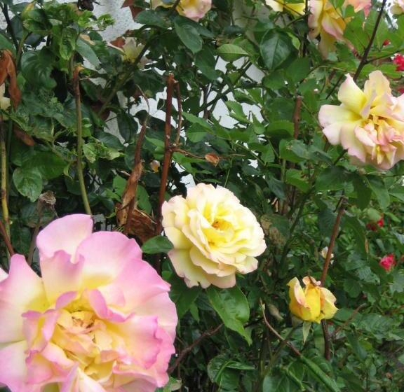 Allégården Kastlösa Hotell