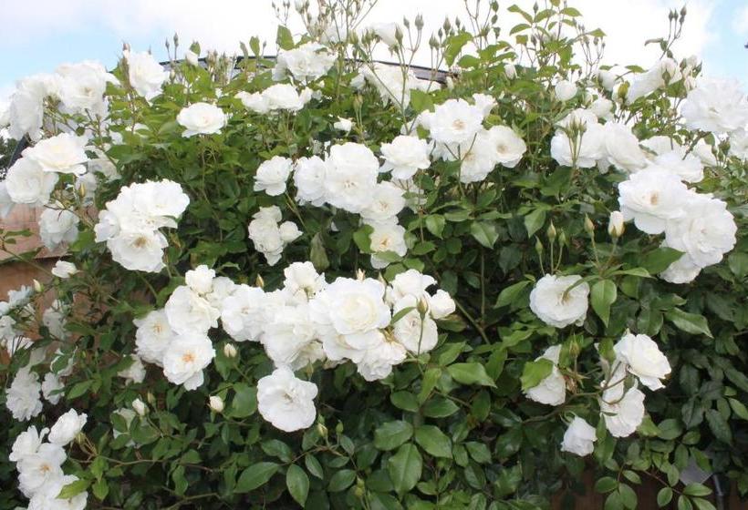 Aroha Riccarton Bed And Breakfast