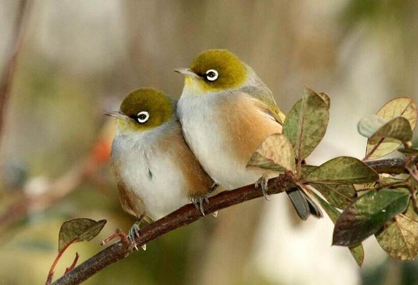 ベッドアンドブレックファースト Blythcliffe