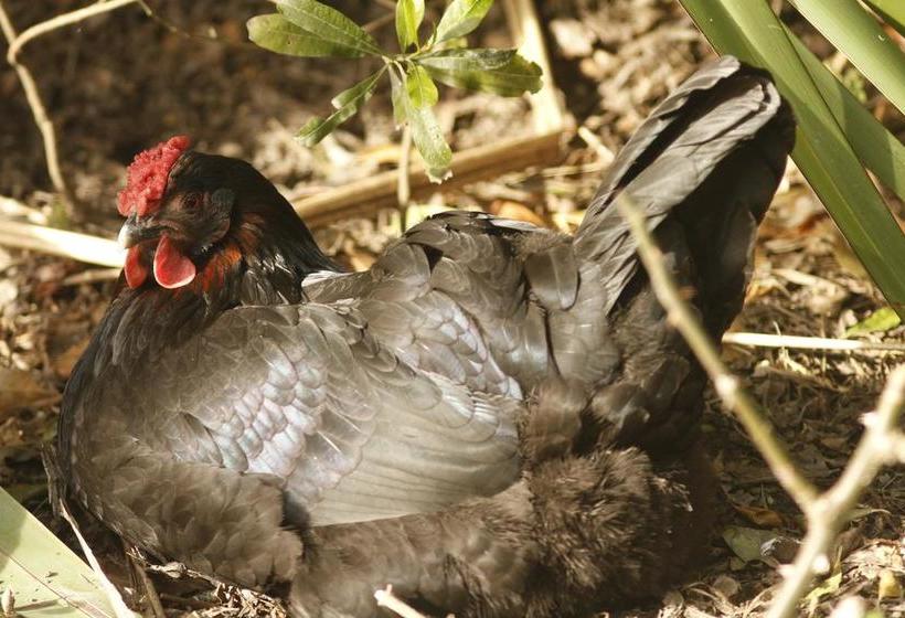 تختخواب و صبحانه Misty River Retreat