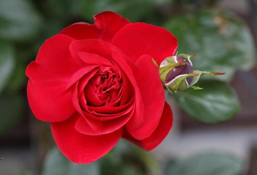 ベッドアンドブレックファースト Olivista