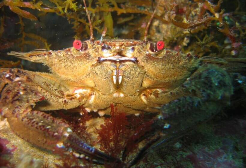 住宿加早餐 Puravida Divehouse