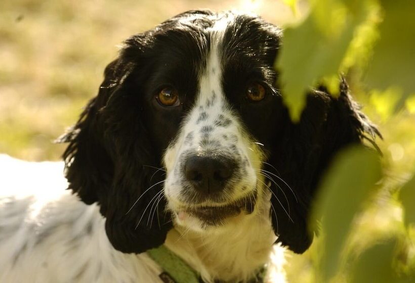 צימר Revive On Oakview Boutique Accommodation And Spa