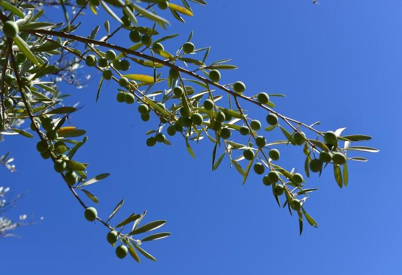 ベッドアンドブレックファースト Terra Mista Alojamento Local