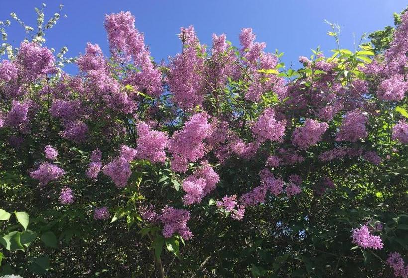 Borgs Villahotell Och B&b