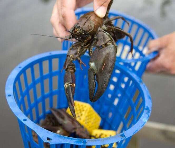 בית מלון כפרי Brovillan