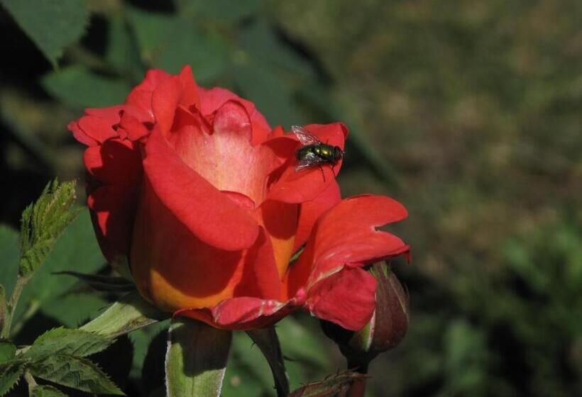 בית מלון כפרי L Turistgården I Simrishamn