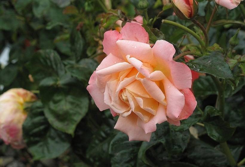 בית מלון כפרי L Turistgården I Simrishamn