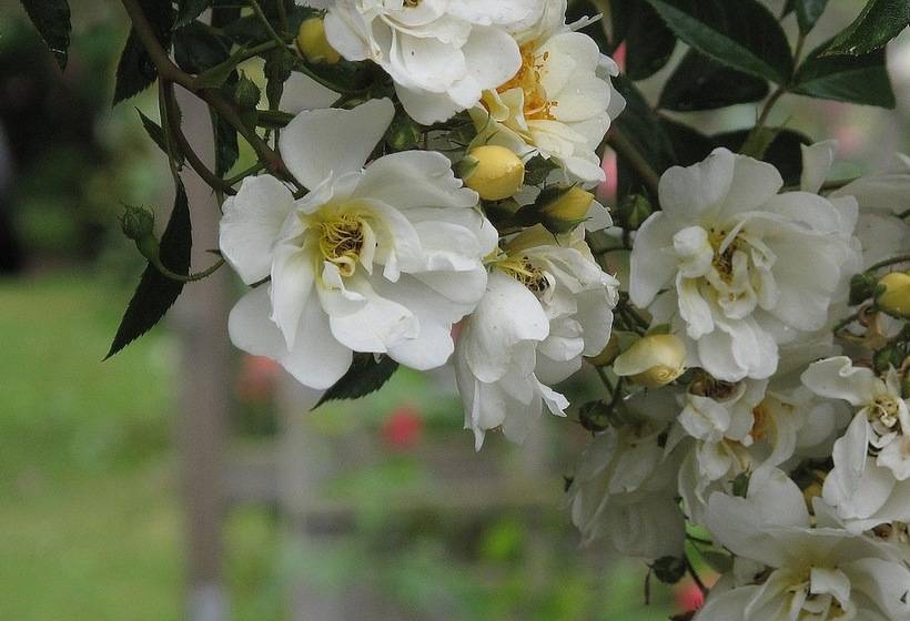 בית מלון כפרי L Turistgården I Simrishamn