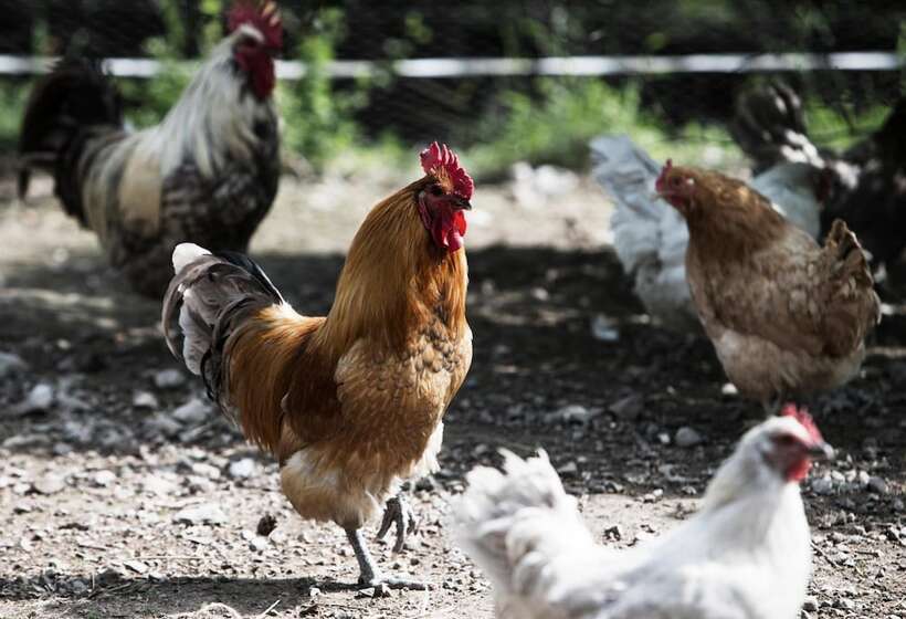 בית מלון כפרי Skeviks Gård