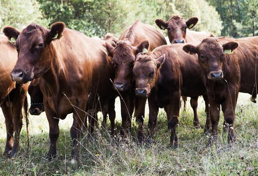 בית מלון כפרי Skeviks Gård