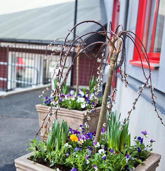 מוטל Rasta Grums