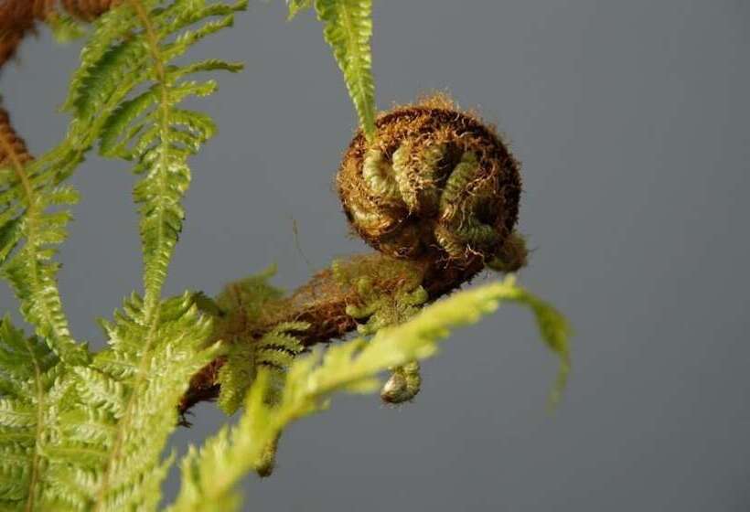 Olive House Bed And Breakfast