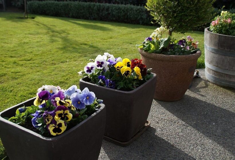 Olive House Bed And Breakfast