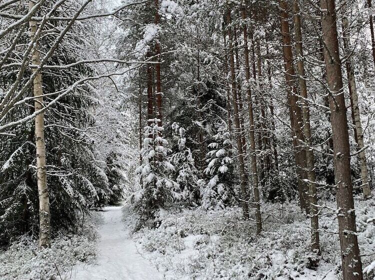 Курорт L Moskogen