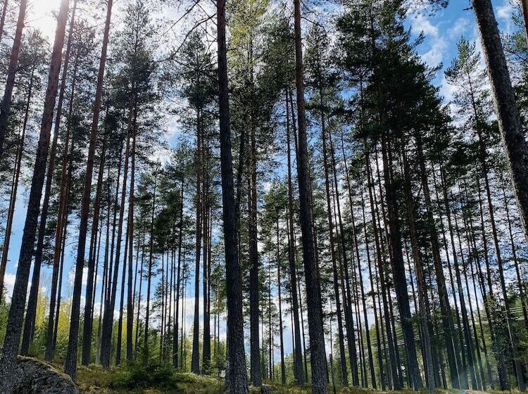 Курорт L Moskogen