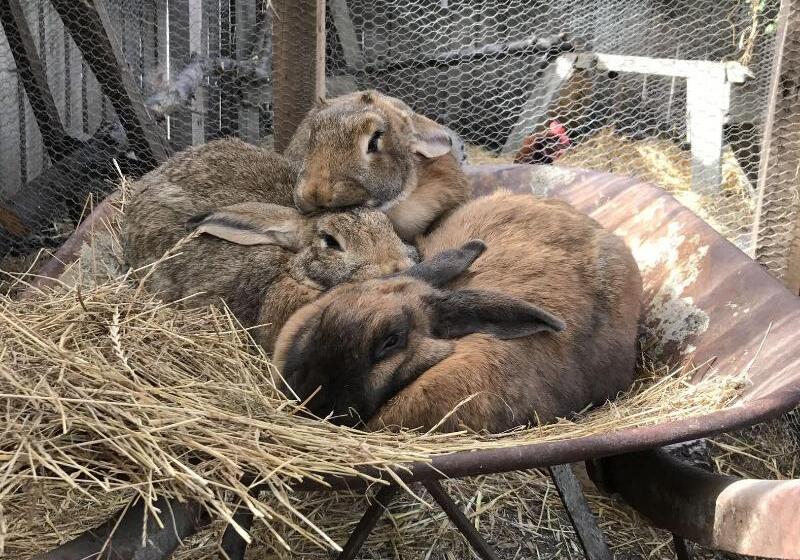 Tailor Made Tekapo Accommodation   Hostel