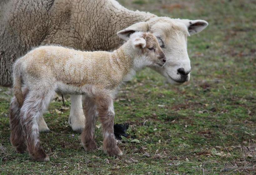 Wanaka Berry Farm And B&b