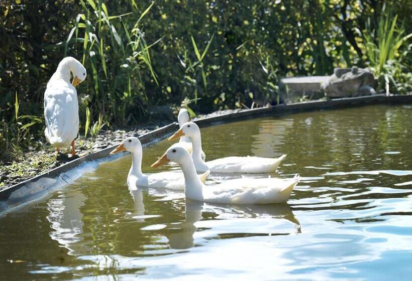 住宿加早餐 Alpenheim