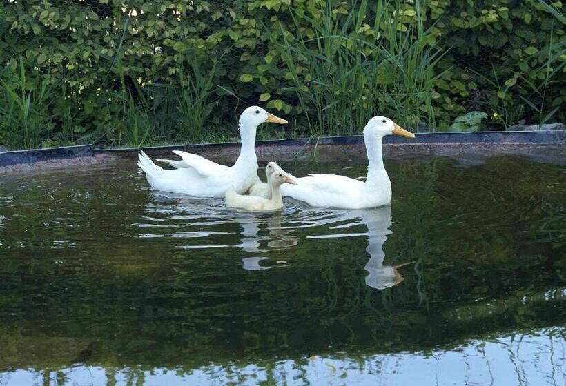 住宿加早餐 Alpenheim