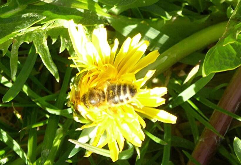 住宿加早餐 Chez Jean Et Daisy