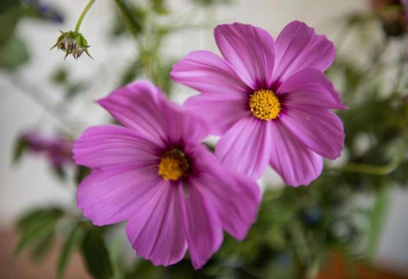 Bed and Breakfast Gästehaus Sonne