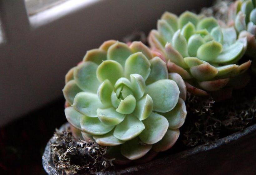 Bed And Breakfast Wildrose