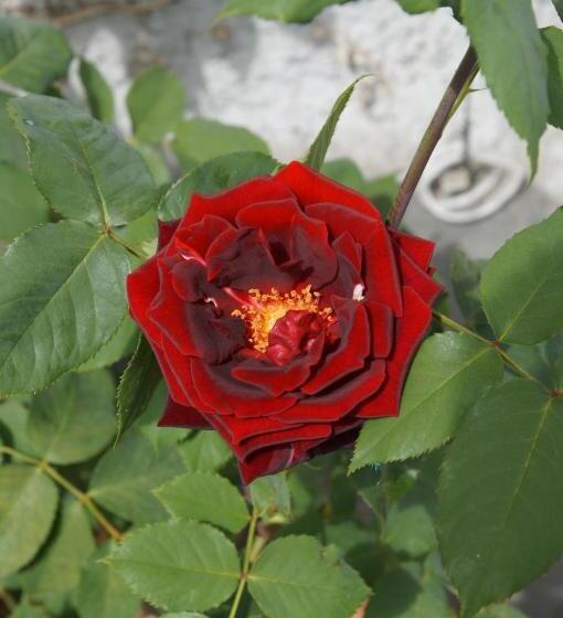 Bed And Breakfast Wildrose