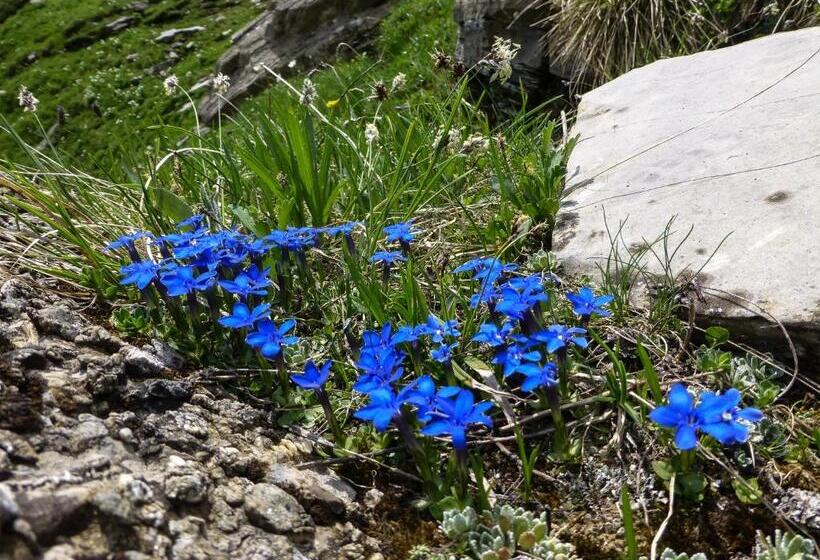 Bed & Breakfast L Epicéa