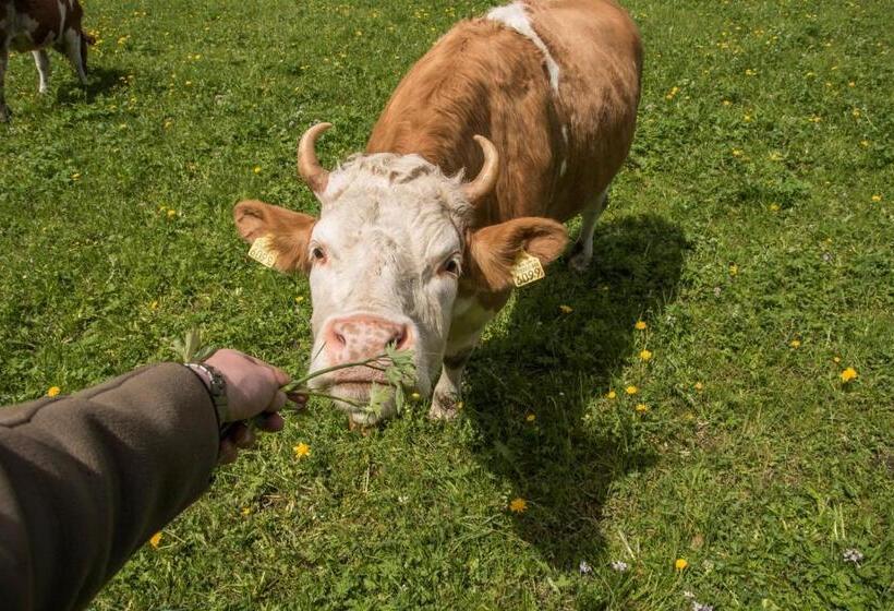 旅馆 Schutzenbach Backpackers For Adults 18 35