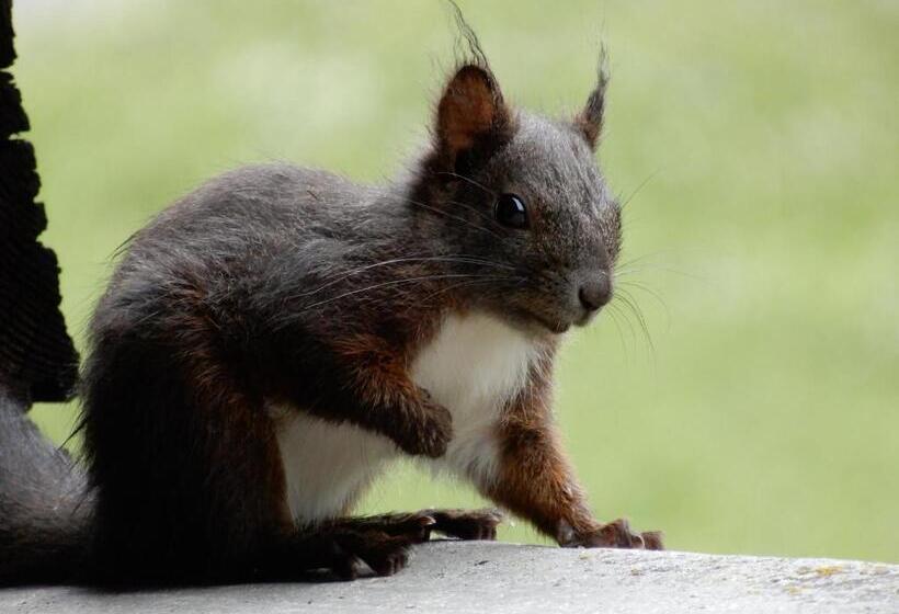 ホテル Pension Mezzaprada