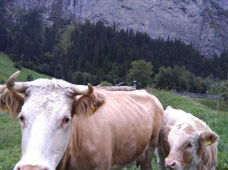 酒店 Restaurant Stechelberg Bed & Breakfast