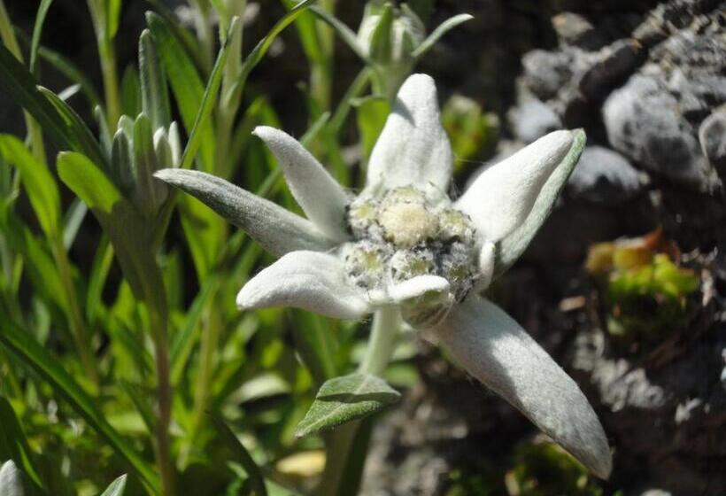 Lehmann's Herberge Hostel