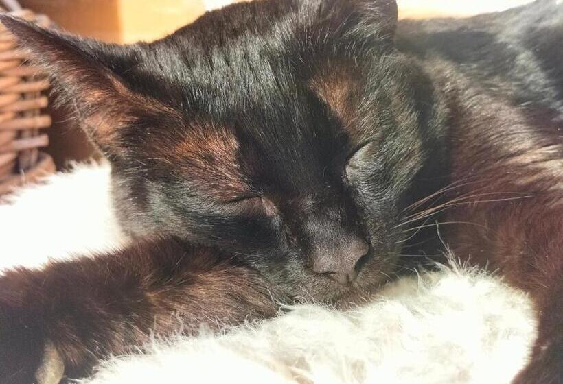 Bed & Breakfast Casa Sinne