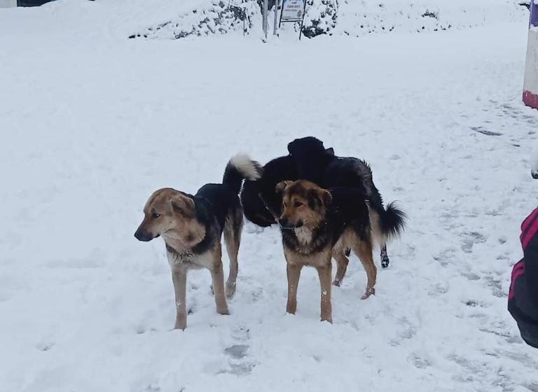 Himgiri Hotel Dharali