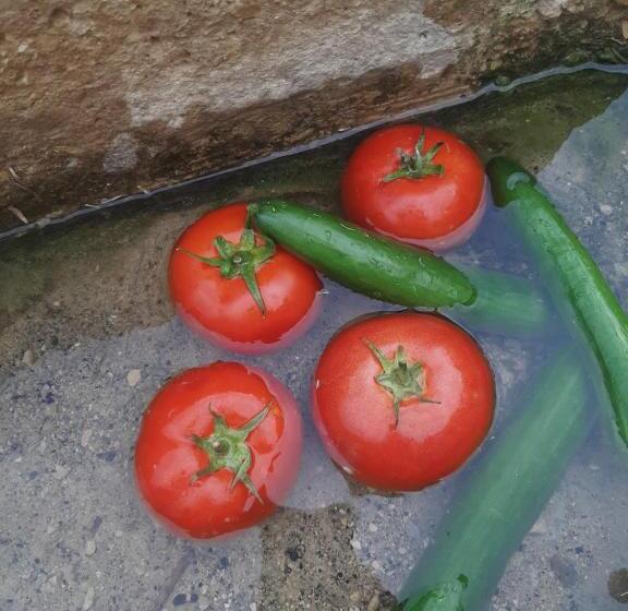 تختخواب و صبحانه King Chemosh