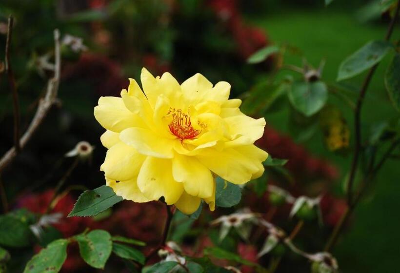 مبيت وإفطار De Bolderie