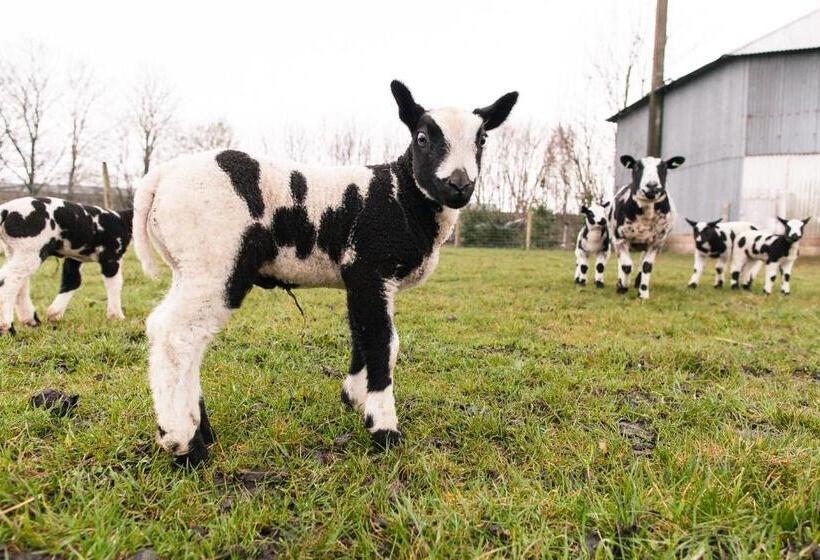 צימר De Nachtdijk