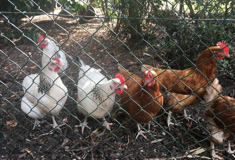 تختخواب و صبحانه Gasthuis Pension Via Quidam