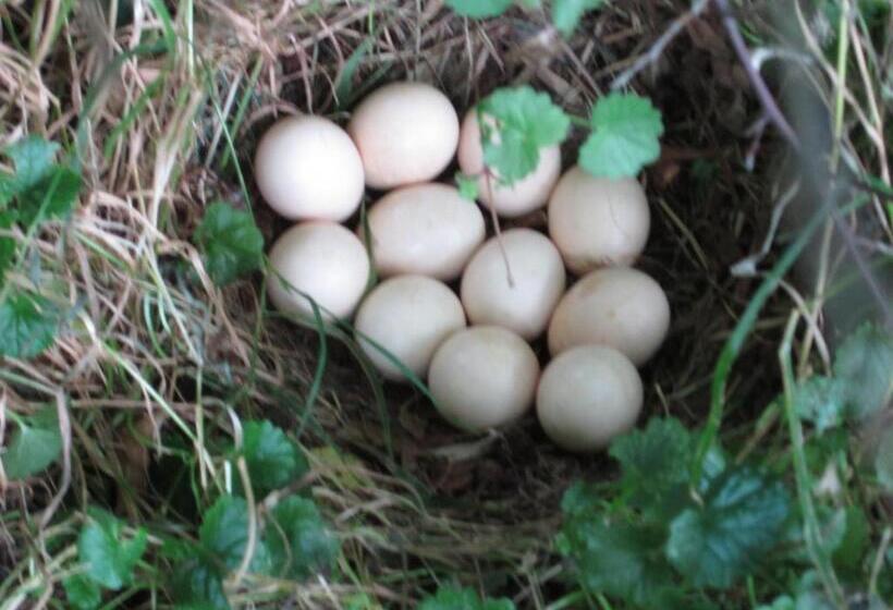 Bed And Breakfast Klein Groenbergen