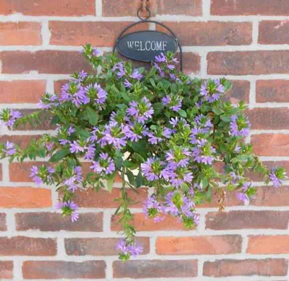 ベッドアンドブレックファースト Pension Sissi