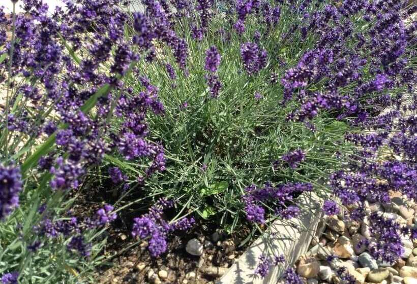 تختخواب و صبحانه Slapen & Smullen