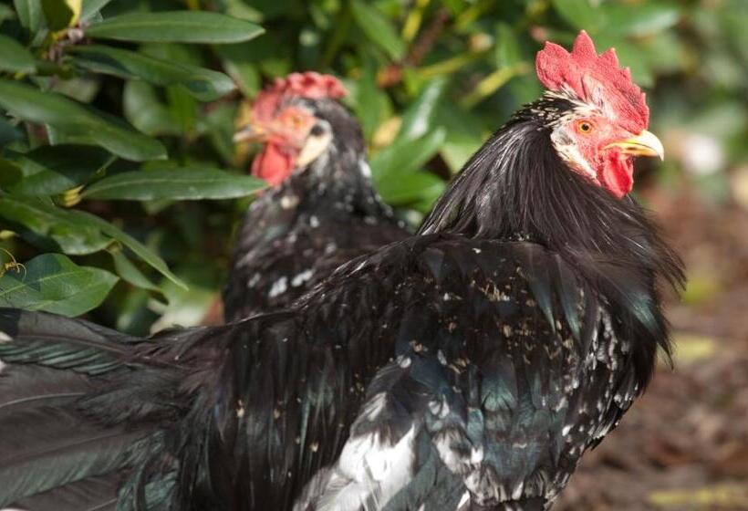 Bed & Breakfast  Op 7