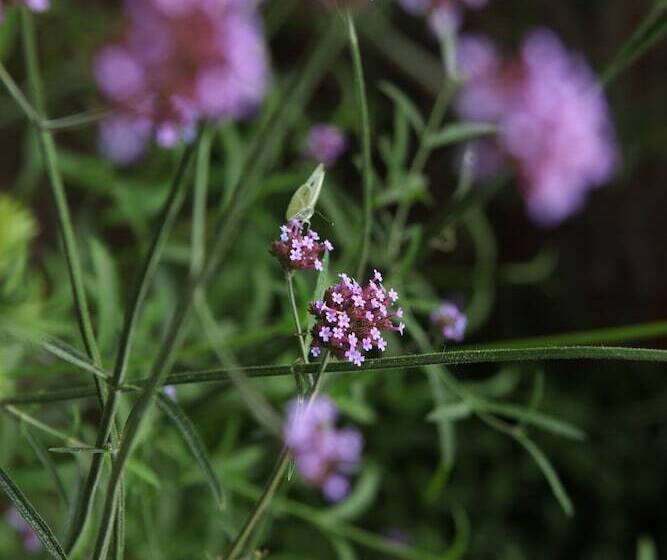 Boutique Hotel Straelman
