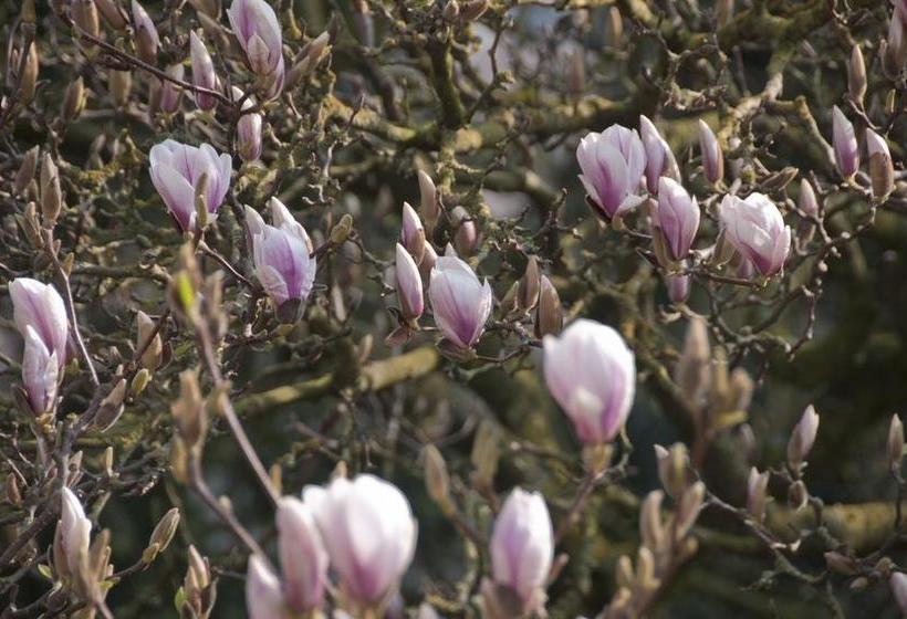 בית מלון כפרי Beukenhorst