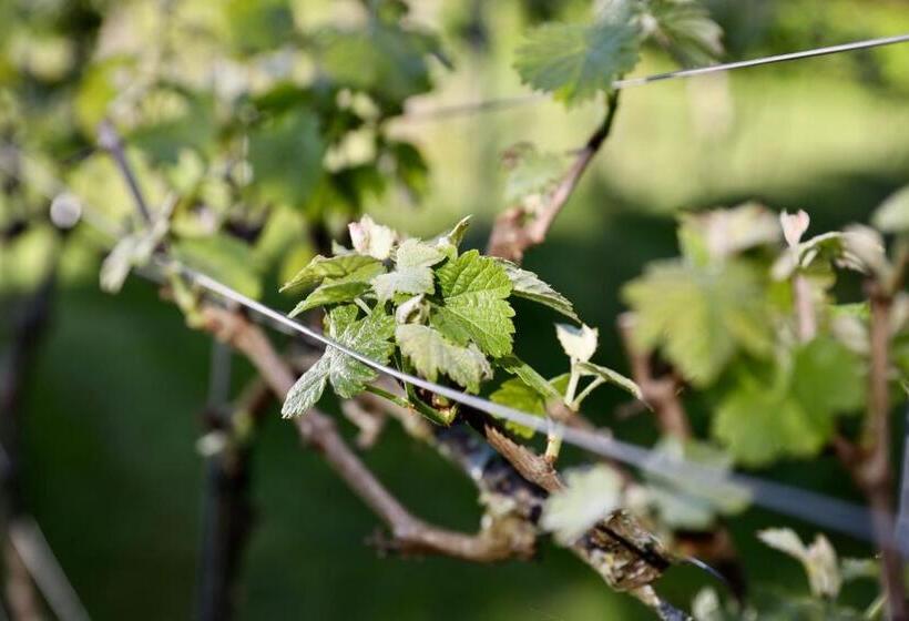 בית מלון כפרי De Lochemse Berg