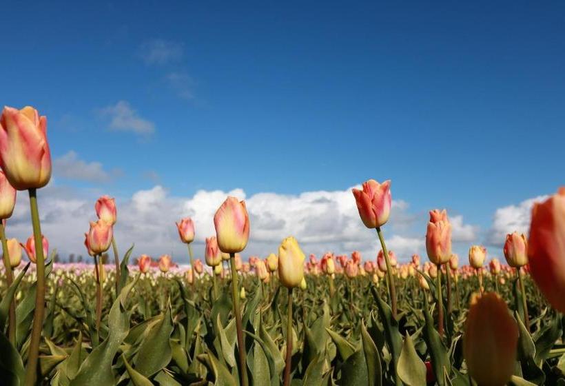 בית מלון כפרי De Stadsboerderij